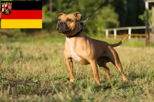 Mehr über den Artikel erfahren Staffordshire Bull Terrier Züchter und Welpen in Rheinland-Pfalz