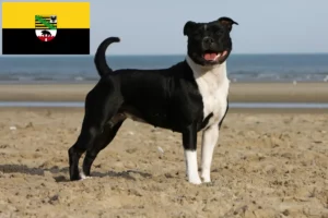 Mehr über den Artikel erfahren Staffordshire Bull Terrier Züchter und Welpen in Sachsen-Anhalt