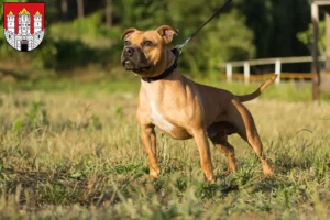 Mehr über den Artikel erfahren Staffordshire Bull Terrier Züchter und Welpen in Salzburg