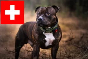 Mehr über den Artikel erfahren Staffordshire Bull Terrier Züchter und Welpen in der Schweiz