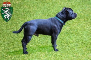 Mehr über den Artikel erfahren Staffordshire Bull Terrier Züchter und Welpen in der Steiermark