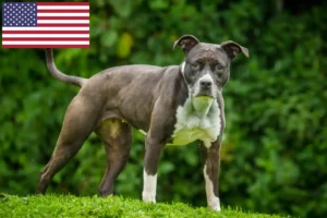 Mehr über den Artikel erfahren Staffordshire Bull Terrier Züchter und Welpen in den USA