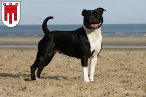 Mehr über den Artikel erfahren Staffordshire Bull Terrier Züchter und Welpen in Vorarlberg