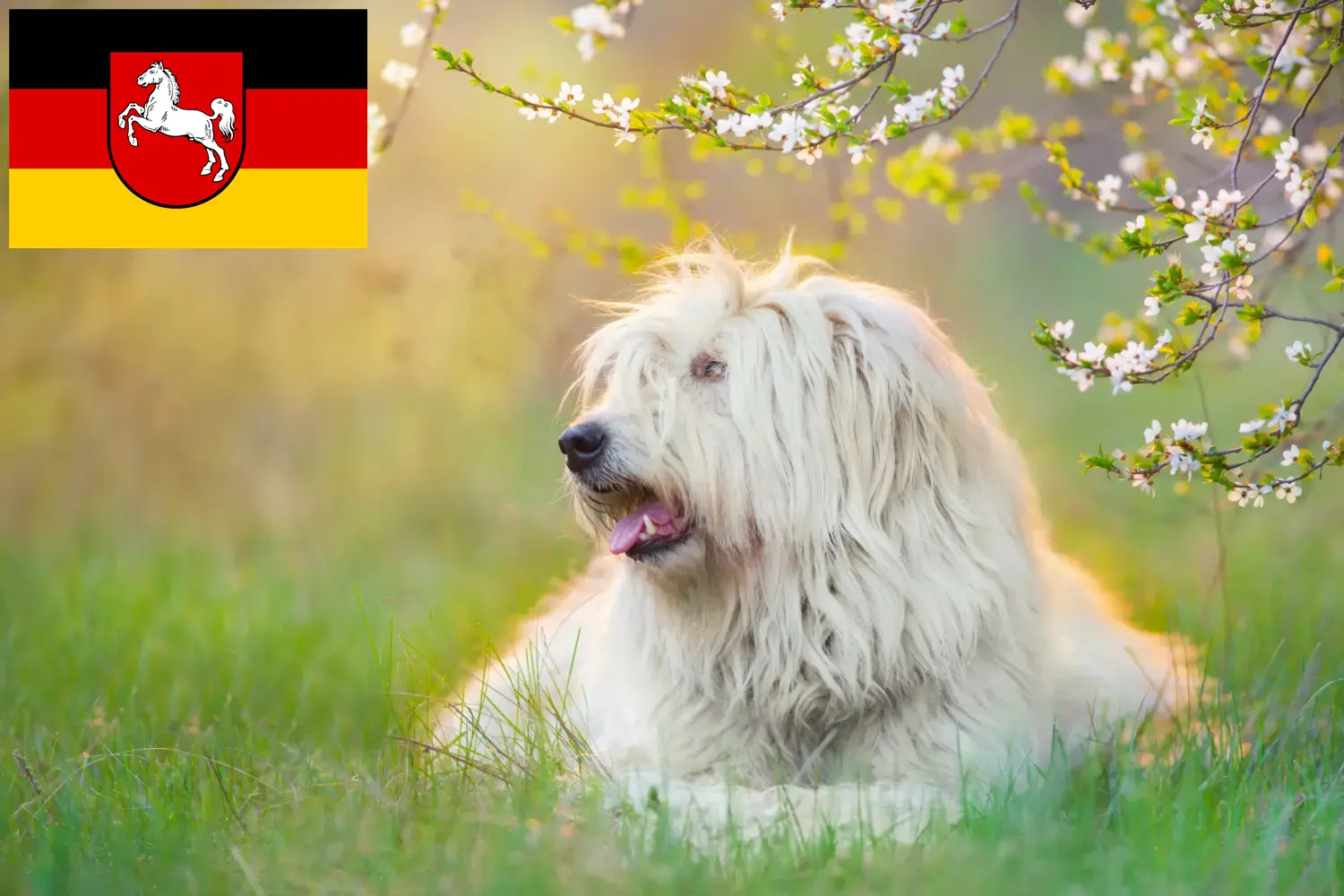 Südrussischer Ovtcharka Welpen und Züchter Niedersachsen Hier findest Du Südrussische Ovtcharkas Züchter in Niedersachsen.