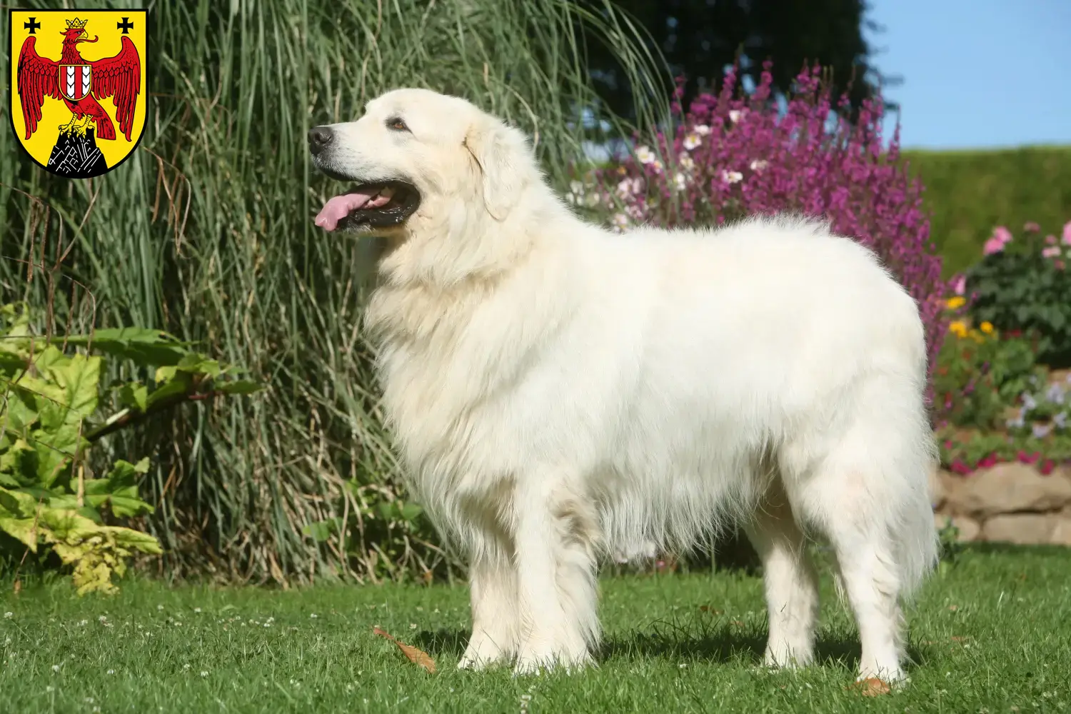 Tatra-Schäferhund Welpen und Züchter Burgenland Hier findest Du Tatra-Schäferhunde Züchter im Burgenland.
