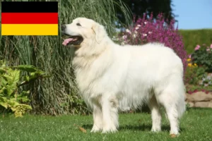 Mehr über den Artikel erfahren Tatra-Schäferhund Züchter und Welpen in Deutschland