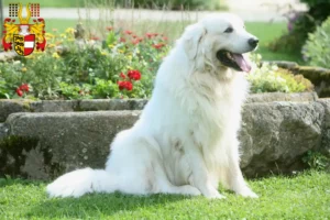 Mehr über den Artikel erfahren Tatra-Schäferhund Züchter und Welpen in Kärnten