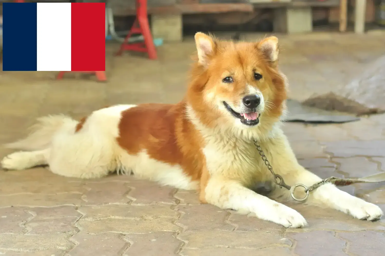 Thai Bangkaew Dog Welpen und Züchter Frankreich Hier findest Du Thai Bangkaew Dogs Züchter in Frankreich.