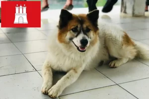 Mehr über den Artikel erfahren Thai Bangkaew Dog Züchter und Welpen in Hamburg