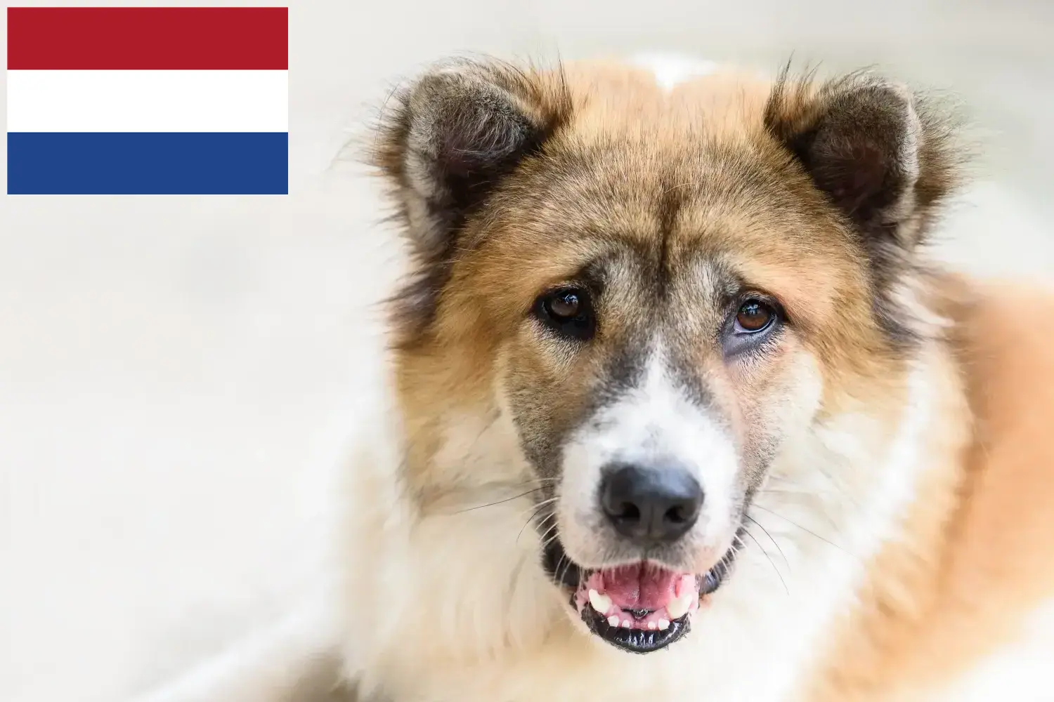 Thai Bangkaew Dog Welpen und Züchter Niederlande Hier findest Du Thai Bangkaew Dogs Züchter in den Niederlanden.