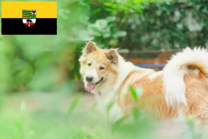 Mehr über den Artikel erfahren Thai Bangkaew Dog Züchter und Welpen in Sachsen-Anhalt