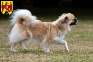 Mehr über den Artikel erfahren Tibet-Spaniel Züchter und Welpen im Burgenland