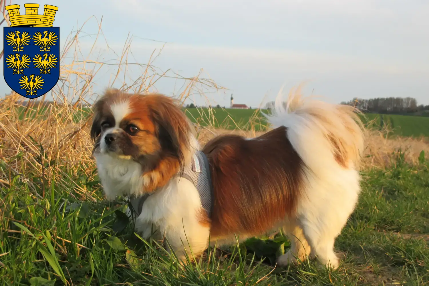 Tibet-Spaniel Welpen und Züchter Niederösterreich Hier findest Du Tibet-Spaniels Züchter in Niederösterreich.