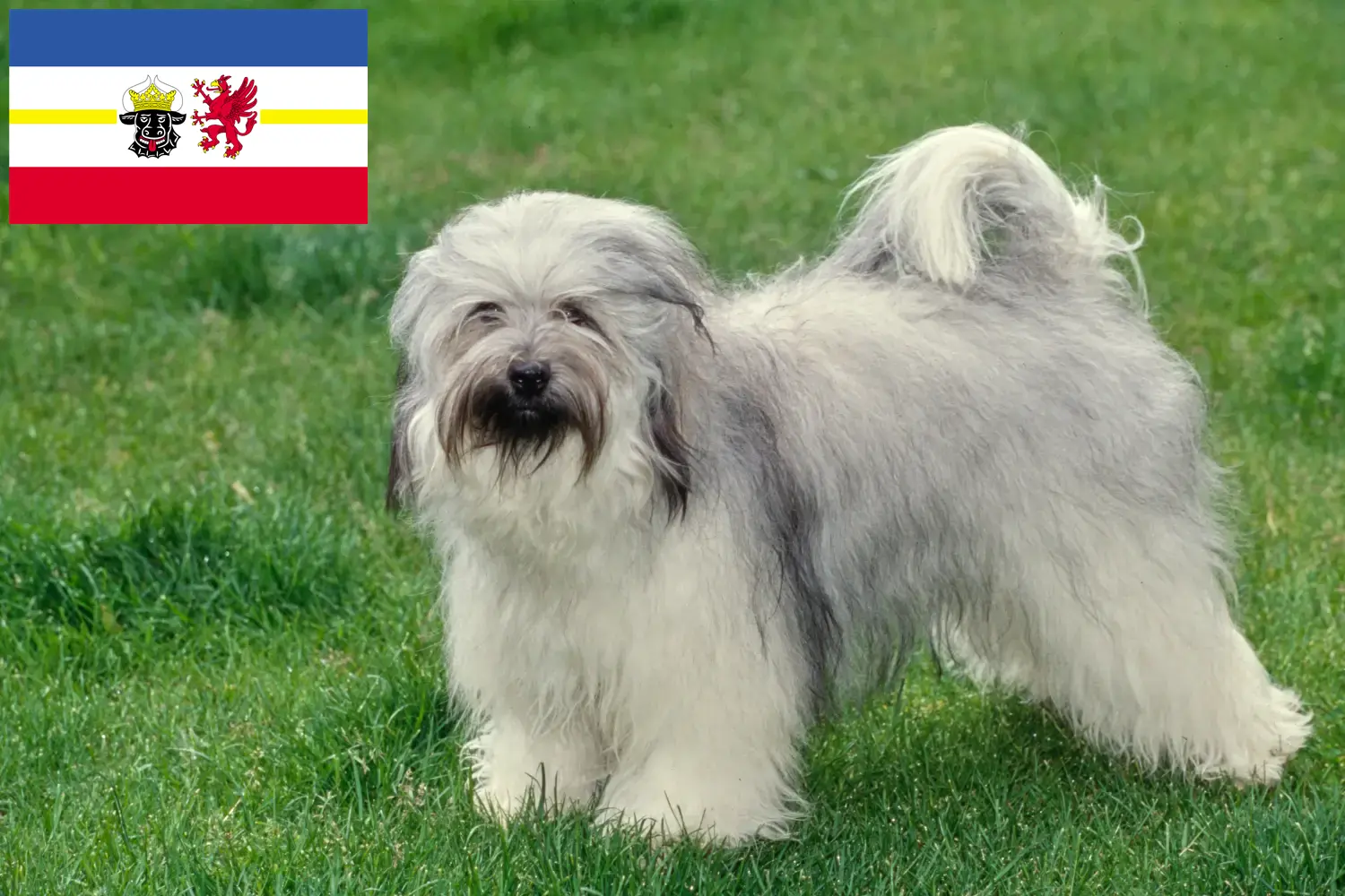 Tibet Terrier Welpen und Züchter Mecklenburg-Vorpommern Hier findest Du Tibet Terrier Züchter in Mecklenburg-Vorpommern.
