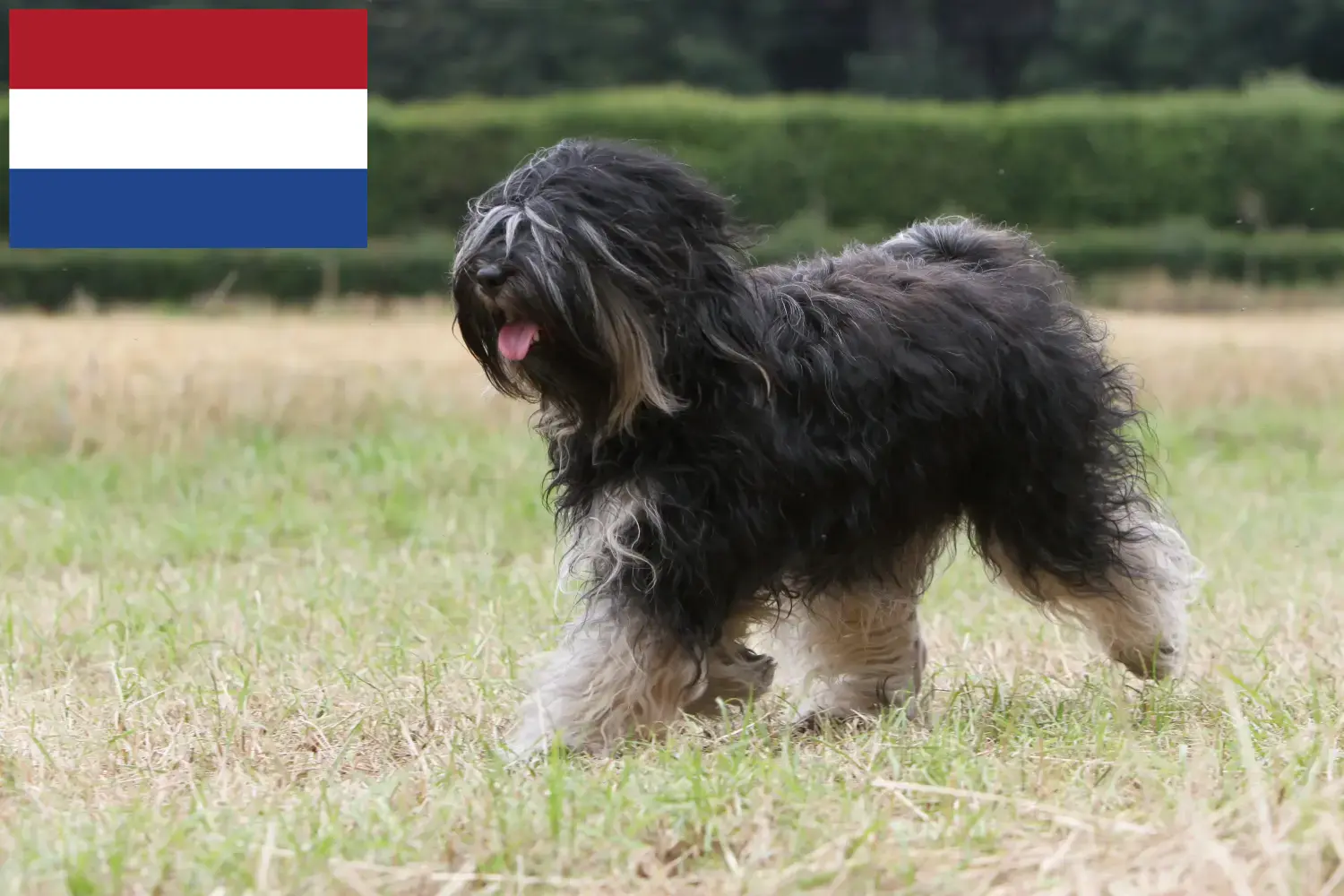 Tibet Terrier Welpen und Züchter Niederlande Hier findest Du Tibet Terrier Züchter in den Niederlanden.