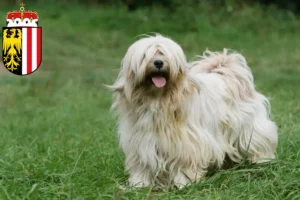 Mehr über den Artikel erfahren Tibet Terrier Züchter und Welpen in Oberösterreich