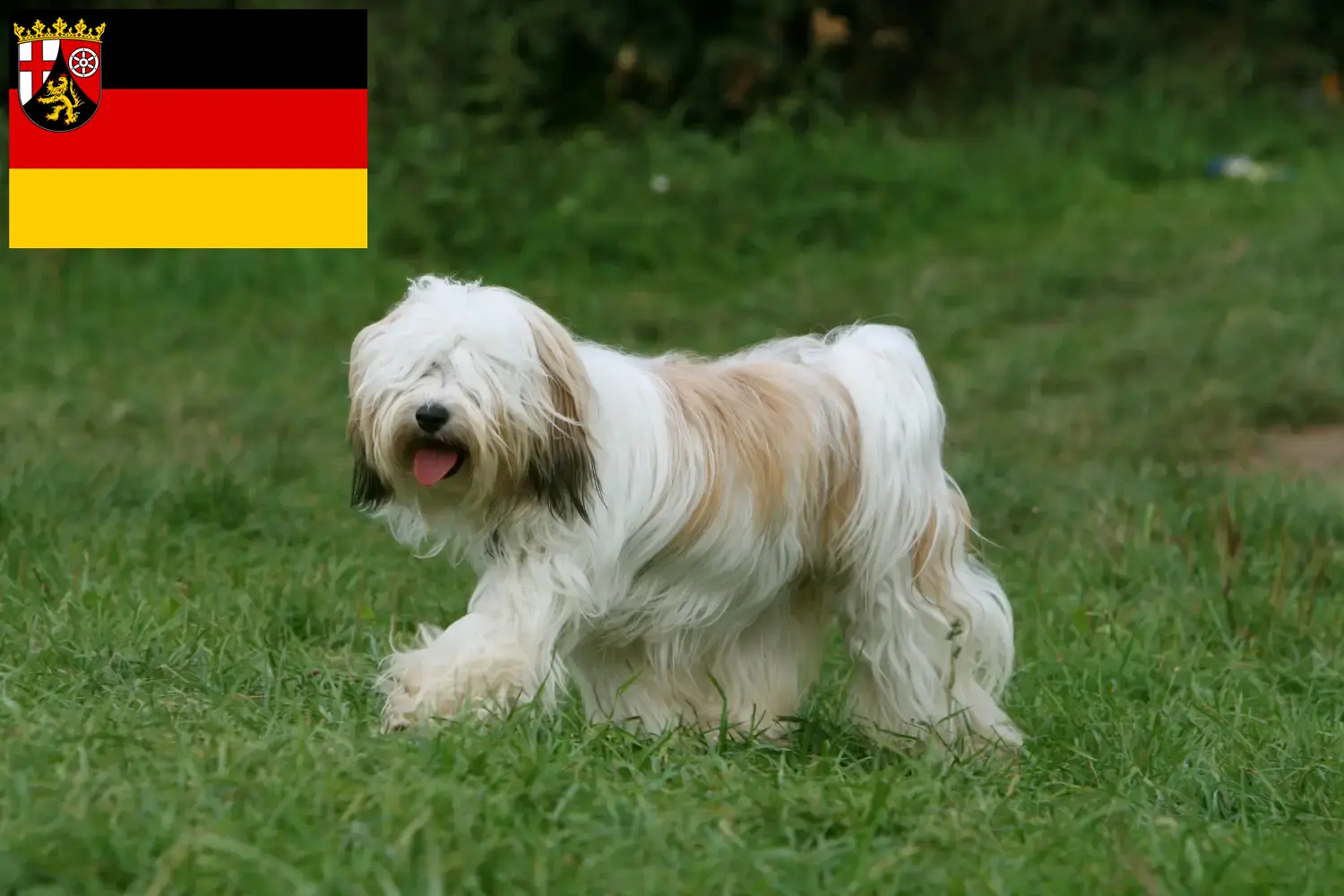 Tibet Terrier Welpen und Züchter Rheinland-Pfalz Hier findest Du Tibet Terrier Züchter in Rheinland-Pfalz.