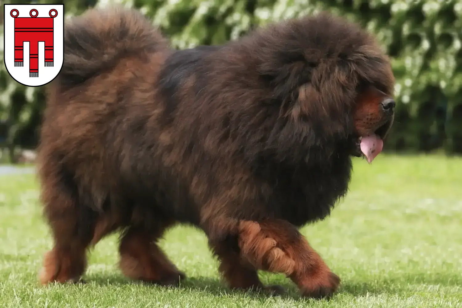 Tibetdogge Welpen und Züchter Vorarlberg Hier findest Du Tibetdoggen Züchter in Vorarlberg.
