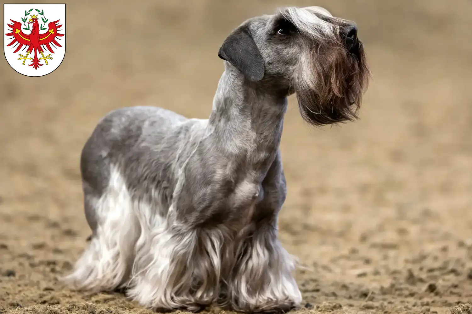 Tschechischer Terrier Welpen und Züchter Tirol Hier findest Du Tschechische Terrier Züchter in Tirol.