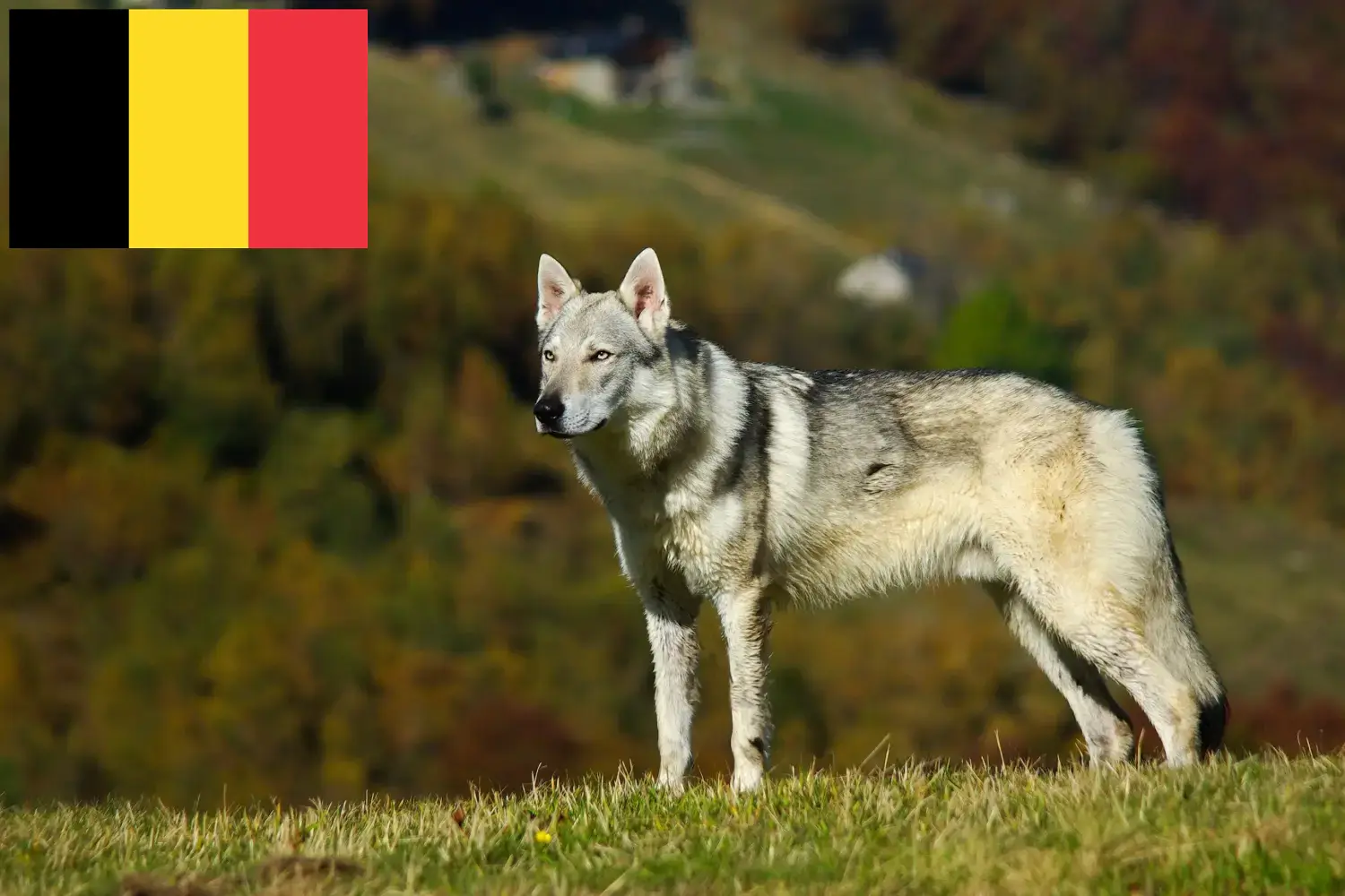 Tschechoslowakischer Wolfhund Welpen und Züchter Belgien Hier findest Du Tschechoslowakische Wolfhunde Züchter in Belgien.