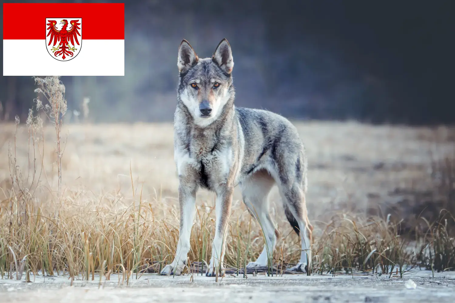 Tschechoslowakischer Wolfhund Welpen und Züchter Brandenburg Hier findest Du Tschechoslowakische Wolfhunde Züchter in Brandenburg.