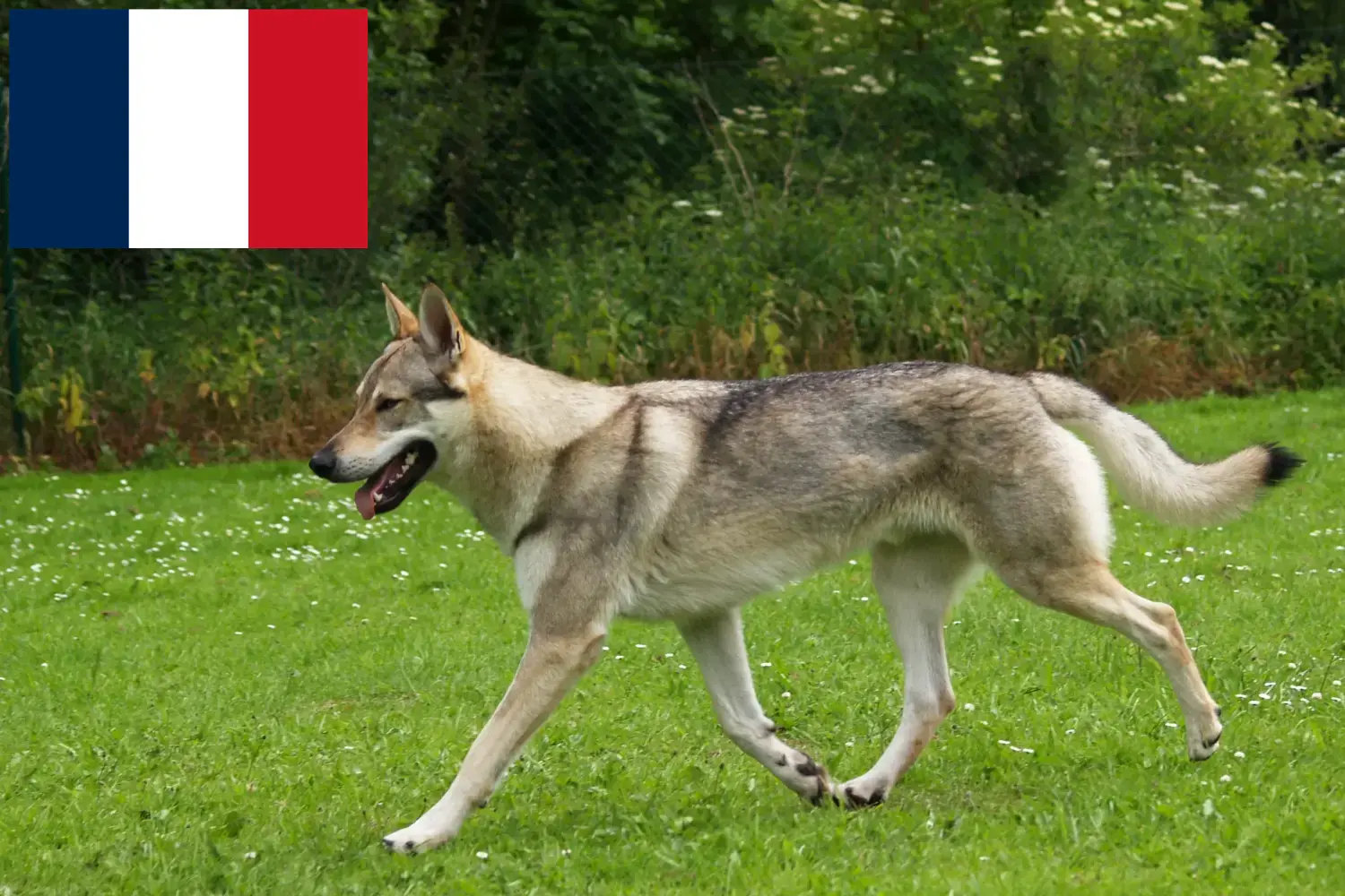 Tschechoslowakischer Wolfhund Welpen und Züchter Frankreich Hier findest Du Tschechoslowakische Wolfhunde Züchter in Frankreich.
