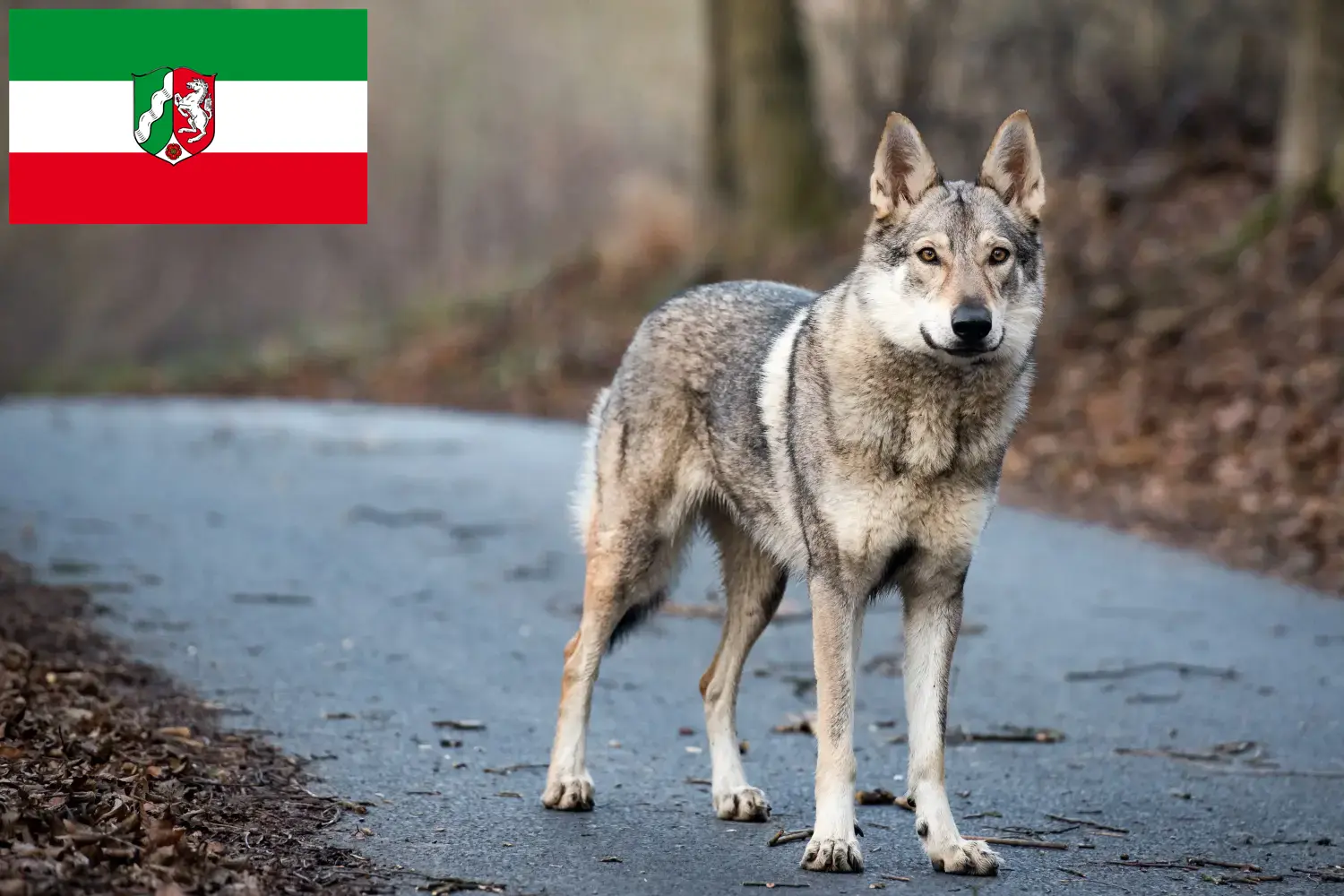 Tschechoslowakischer Wolfhund Welpen und Züchter Nordrhein-Westfalen Hier findest Du Tschechoslowakische Wolfhunde Züchter in Nordrhein-Westfalen.