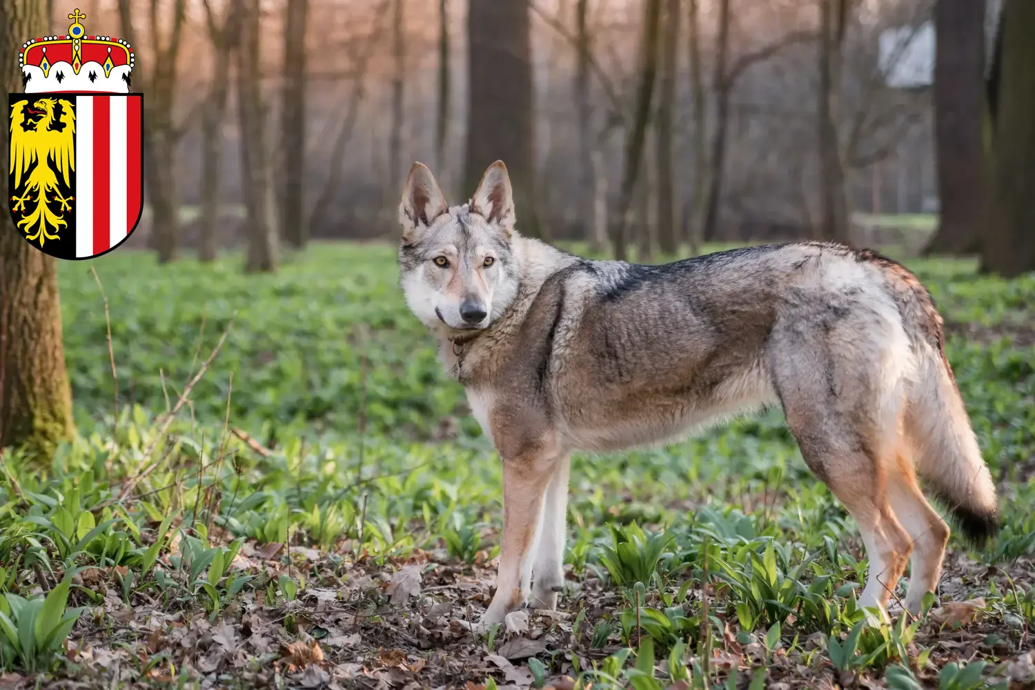 Tschechoslowakischer Wolfhund Welpen und Züchter Oberösterreich Hier findest Du Tschechoslowakische Wolfhunde Züchter in Oberösterreich.