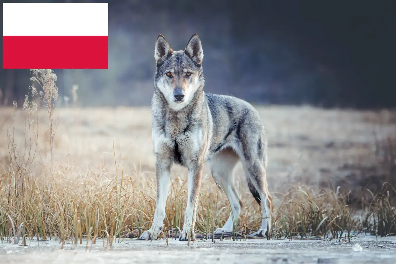 Tschechoslowakischer Wolfhund Welpen und Züchter Polen Hier findest Du Tschechoslowakische Wolfhunde Züchter in Polen.