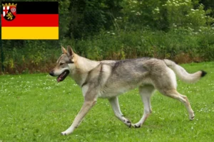 Mehr über den Artikel erfahren Tschechoslowakischer Wolfhund Züchter und Welpen in Rheinland-Pfalz