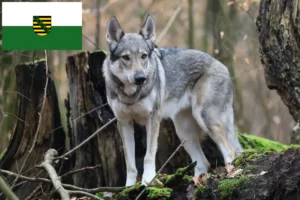 Mehr über den Artikel erfahren Tschechoslowakischer Wolfhund Züchter und Welpen in Sachsen