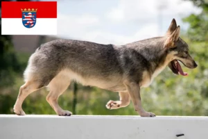Mehr über den Artikel erfahren Västgötaspets Züchter und Welpen in Hessen
