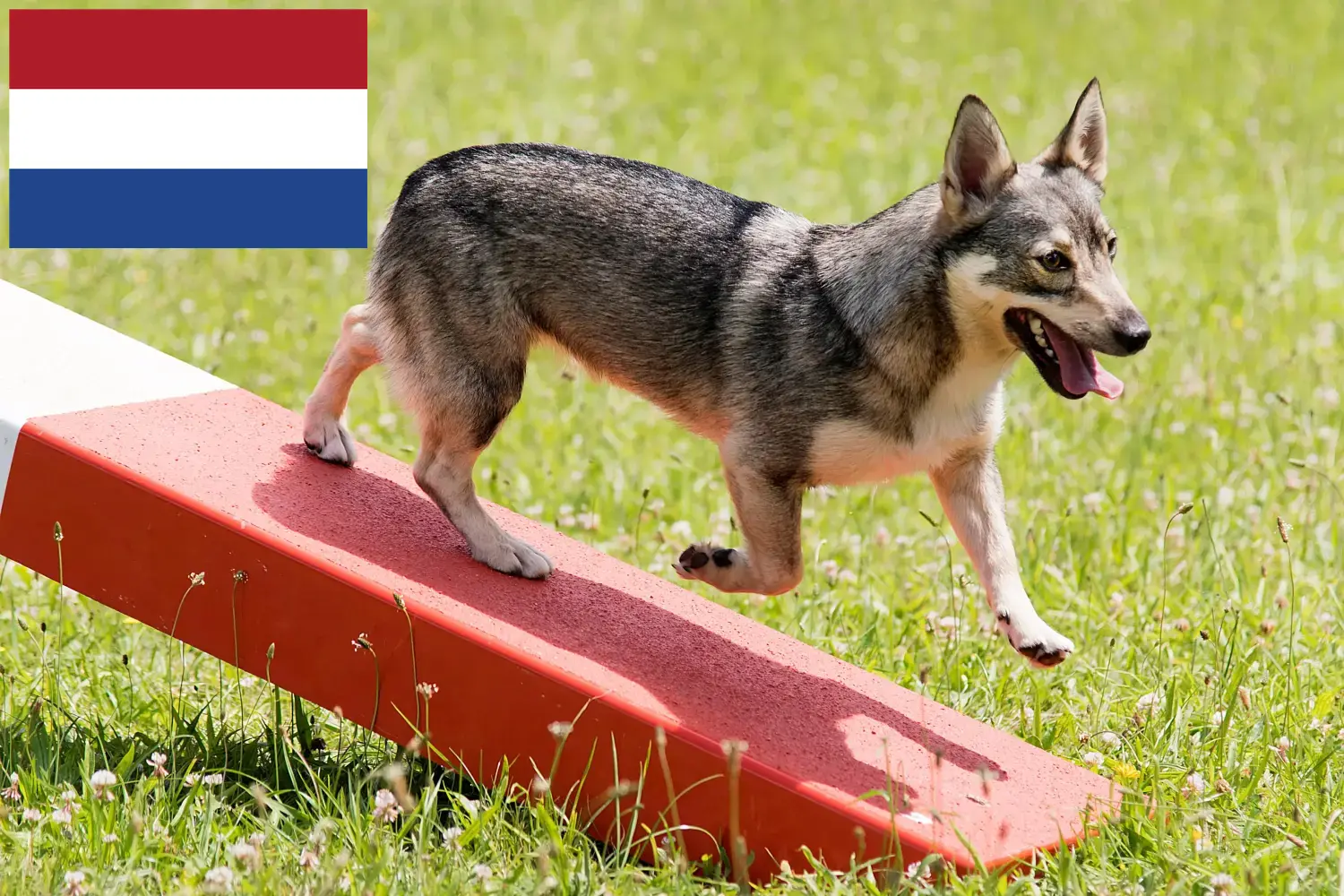 Västgötaspets Welpen und Züchter Niederlande Hier findest Du Västgötaspets Züchter in den Niederlanden.
