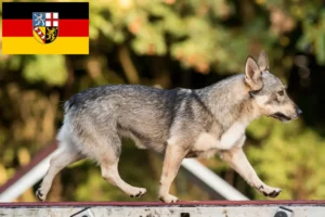 Mehr über den Artikel erfahren Västgötaspets Züchter und Welpen im Saarland