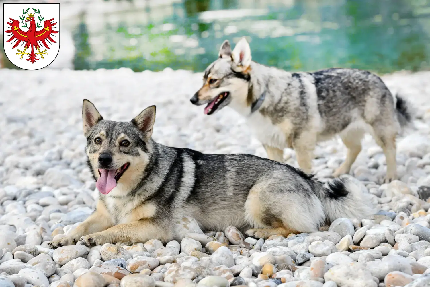 Västgötaspets Welpen und Züchter Tirol Hier findest Du Västgötaspets Züchter in Tirol.