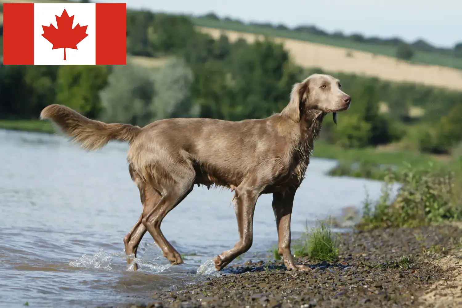 Weimaraner Welpen und Züchter Kanada Hier findest Du Weimaraner Züchter in Kanada.