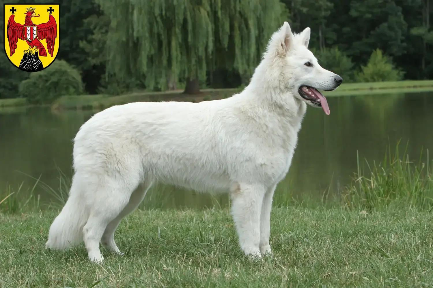 Weißer Schweizer Schäferhund Welpen und Züchter Burgenland Hier findest Du Weiße Schweizer Schäferhunde Züchter im Burgenland.