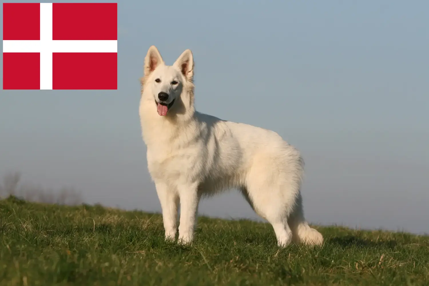 Weißer Schweizer Schäferhund Welpen und Züchter Dänemark Hier findest Du Weiße Schweizer Schäferhunde Züchter in Dänemark.