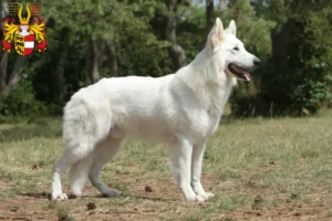 Mehr über den Artikel erfahren Weißer Schweizer Schäferhund Züchter und Welpen in Kärnten