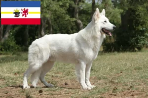 Mehr über den Artikel erfahren Weißer Schweizer Schäferhund Züchter und Welpen in Mecklenburg-Vorpommern