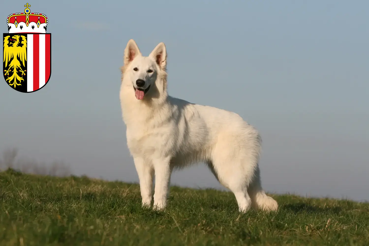 Weißer Schweizer Schäferhund Welpen und Züchter Oberösterreich Hier findest Du Weiße Schweizer Schäferhunde Züchter in Oberösterreich.
