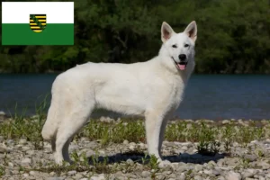 Mehr über den Artikel erfahren Weißer Schweizer Schäferhund Züchter und Welpen in Sachsen