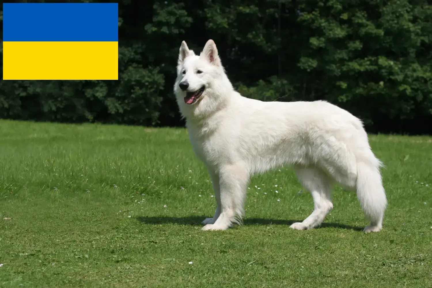 Weißer Schweizer Schäferhund Welpen und Züchter Ukraine Hier findest Du Weiße Schweizer Schäferhunde Züchter in der Ukraine.