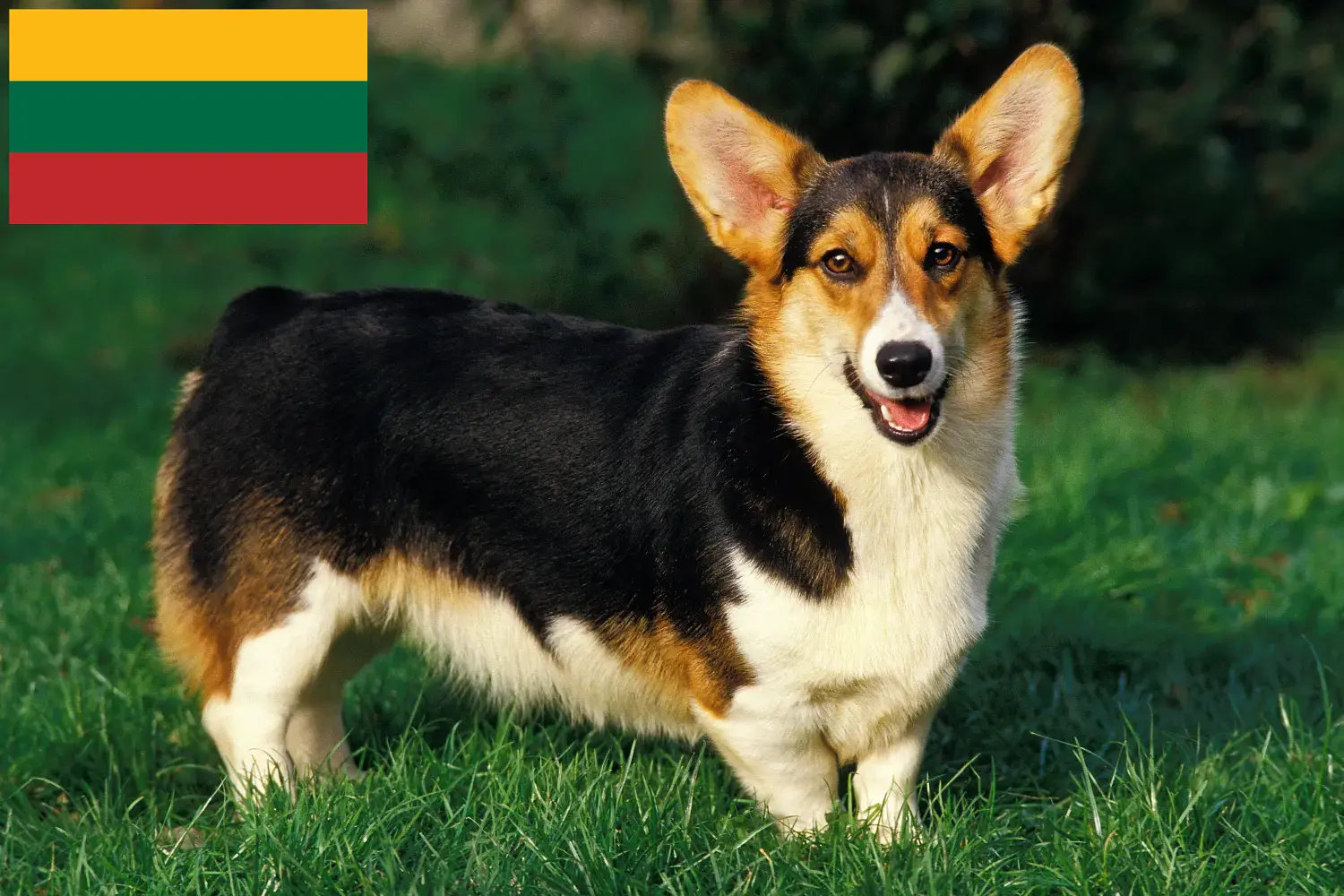 Welsh Corgi Welpen und Züchter Litauen Hier findest Du Welsh Corgis Züchter in Litauen.