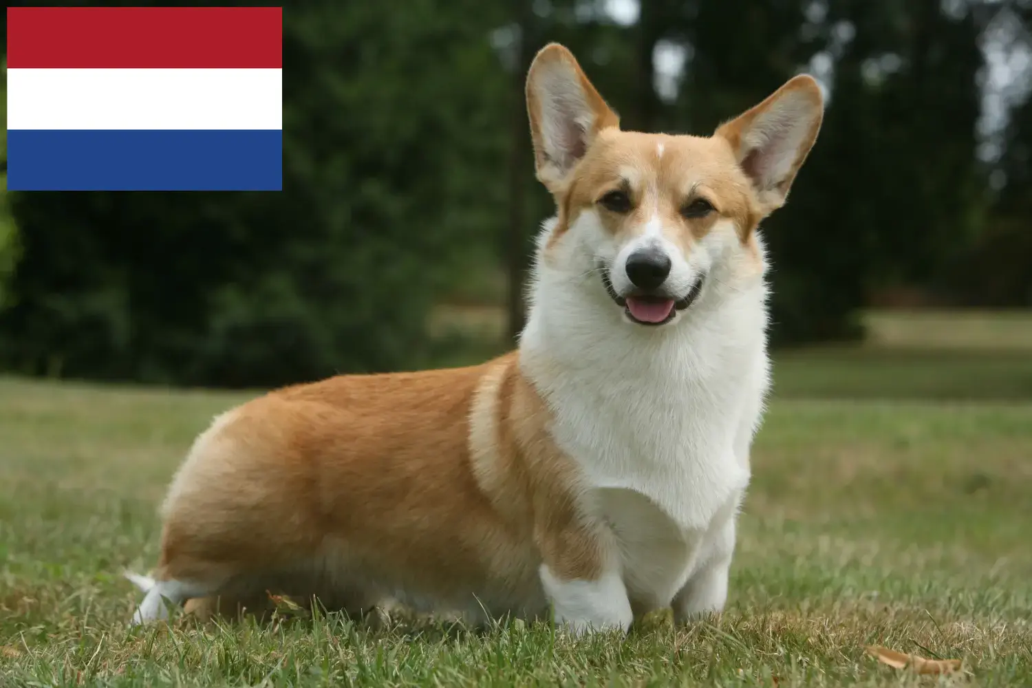 Welsh Corgi Welpen und Züchter Niederlande Hier findest Du Welsh Corgis Züchter in den Niederlanden.