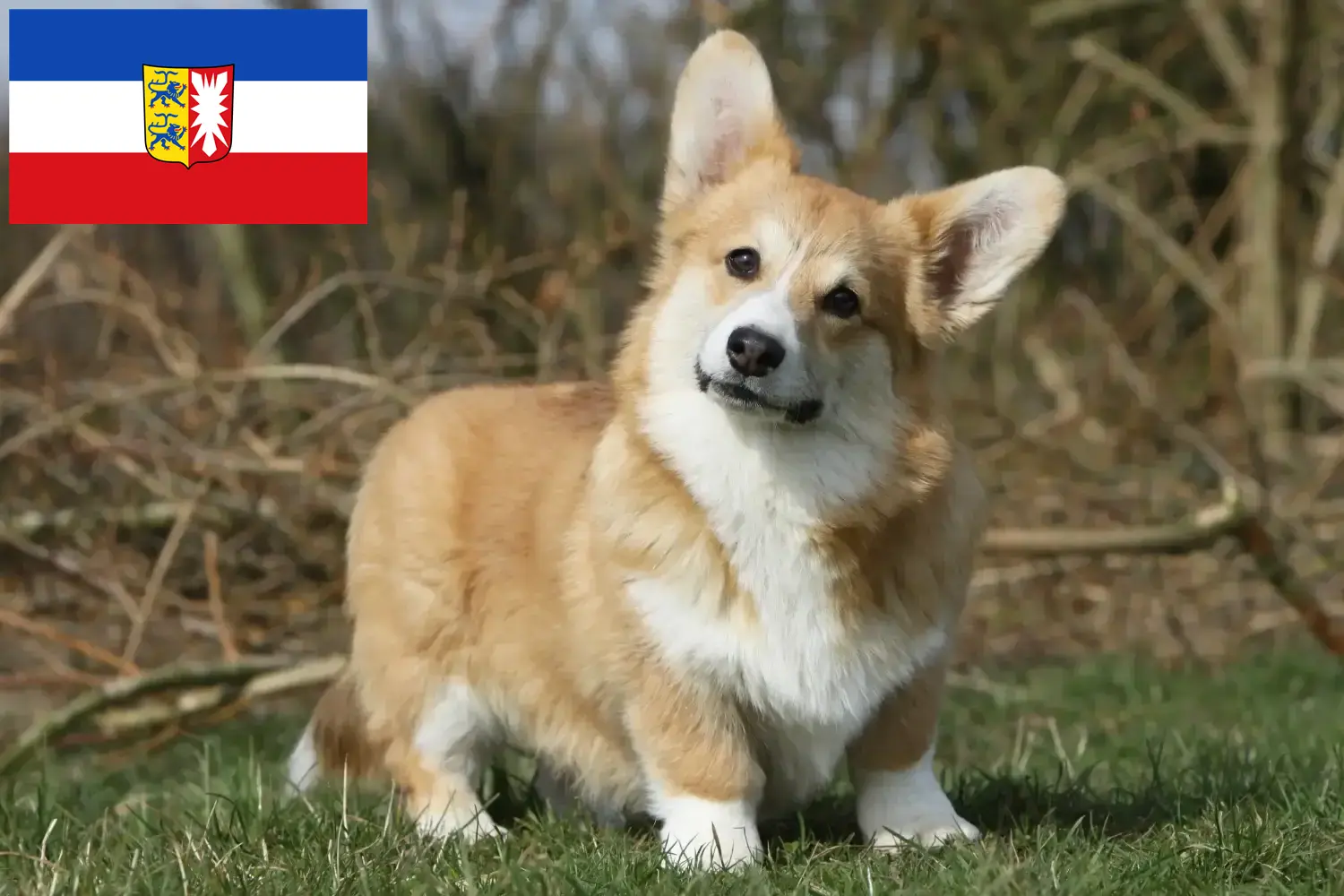 Welsh Corgi Welpen und Züchter Schleswig-Holstein Hier findest Du Welsh Corgis Züchter in Schleswig-Holstein.