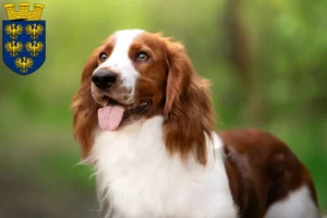 Mehr über den Artikel erfahren Welsh Springer Spaniel Züchter und Welpen in Niederösterreich