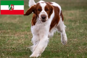 Mehr über den Artikel erfahren Welsh Springer Spaniel Züchter und Welpen in Nordrhein-Westfalen