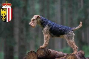 Mehr über den Artikel erfahren Welsh Terrier Züchter und Welpen in Oberösterreich