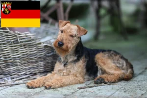 Mehr über den Artikel erfahren Welsh Terrier Züchter und Welpen in Rheinland-Pfalz